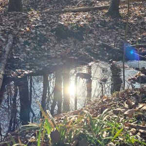 Schreiben als Intervention in der Trauerbegleitung | Online